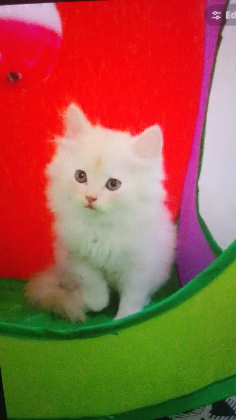 urgent sale — photo 2