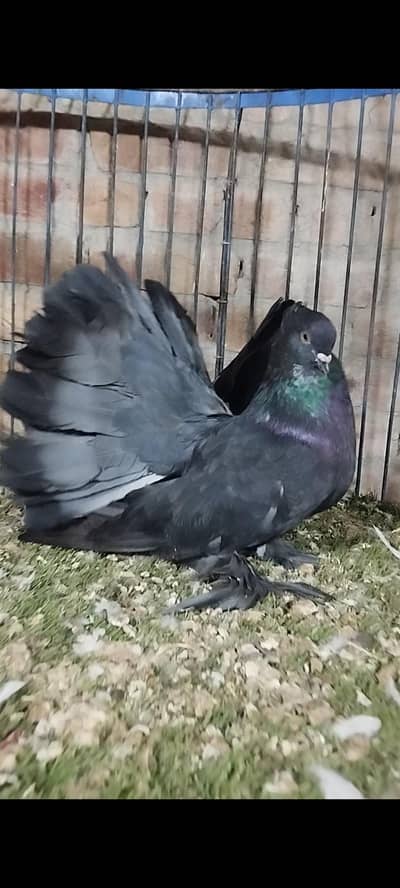 Quality fancy pigeon pair