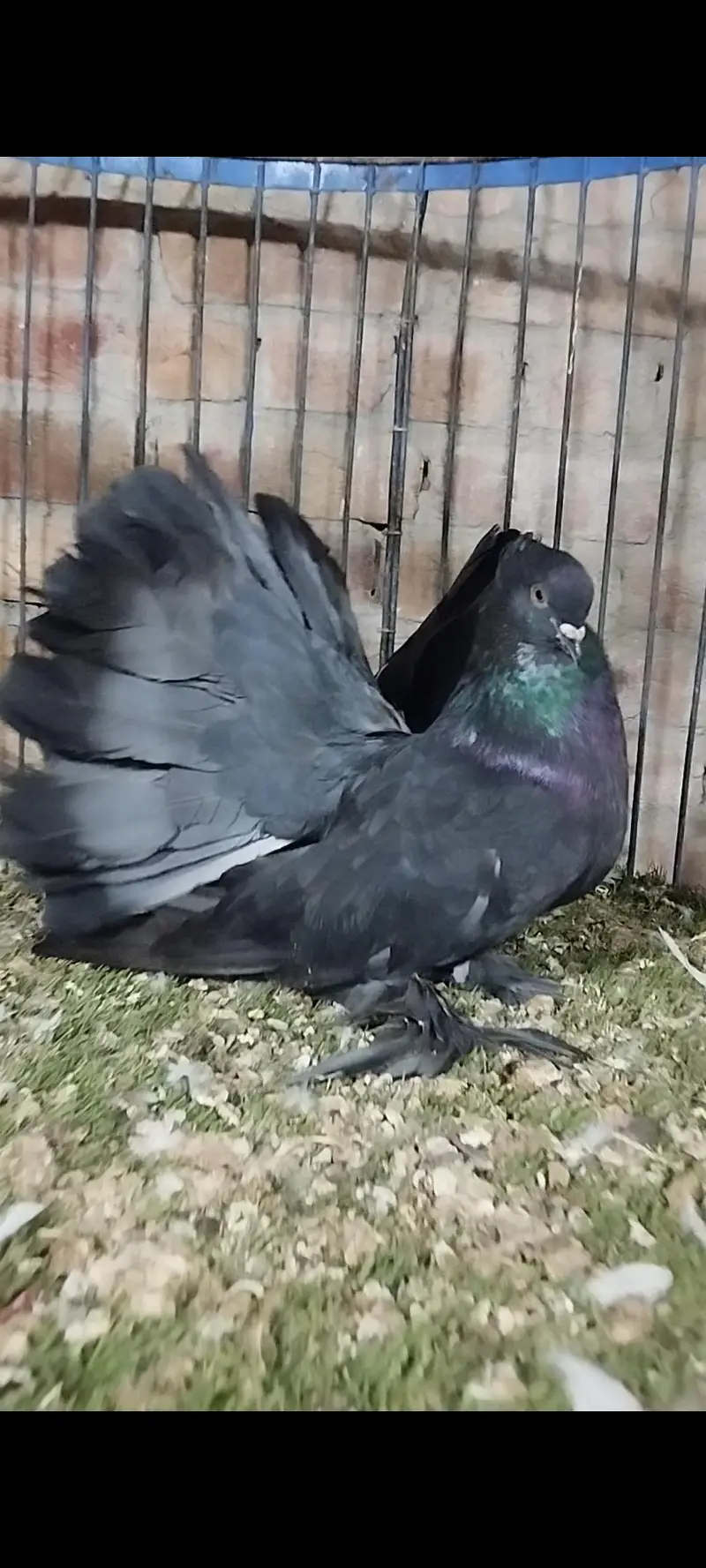 Quality fancy pigeon pair