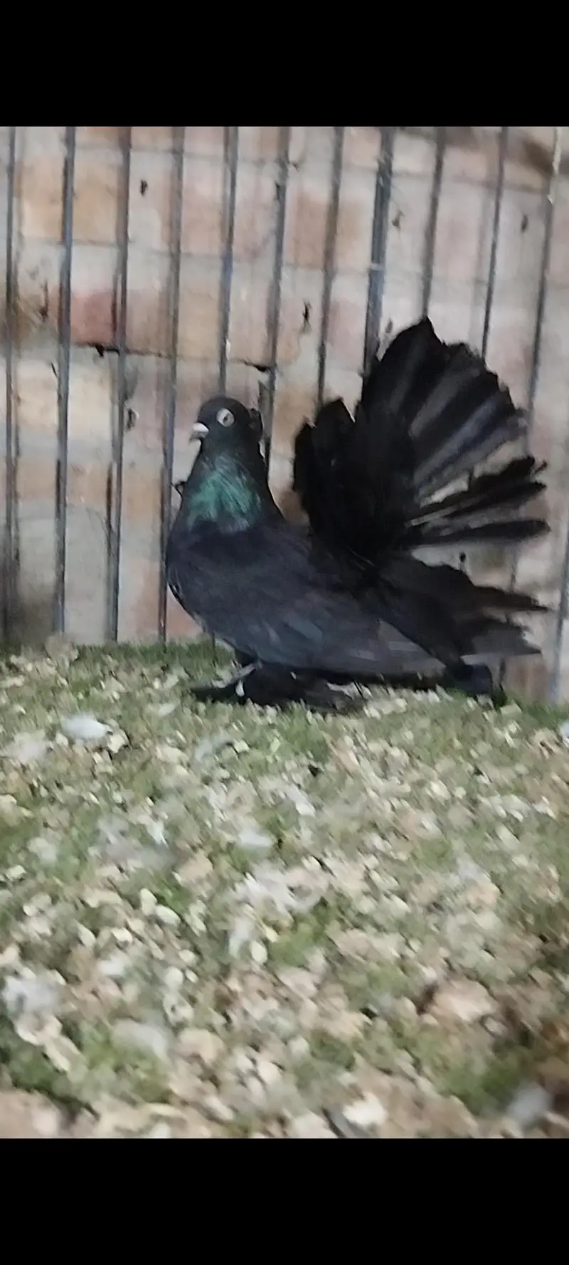 Quality fancy pigeon pair — photo 2
