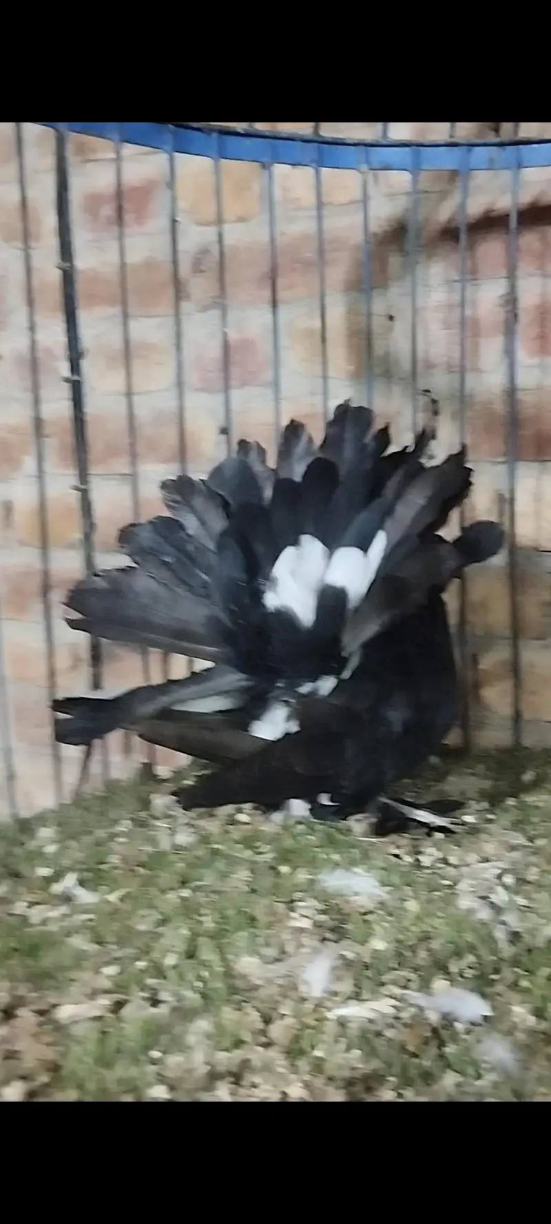 Quality fancy pigeon pair — photo 3