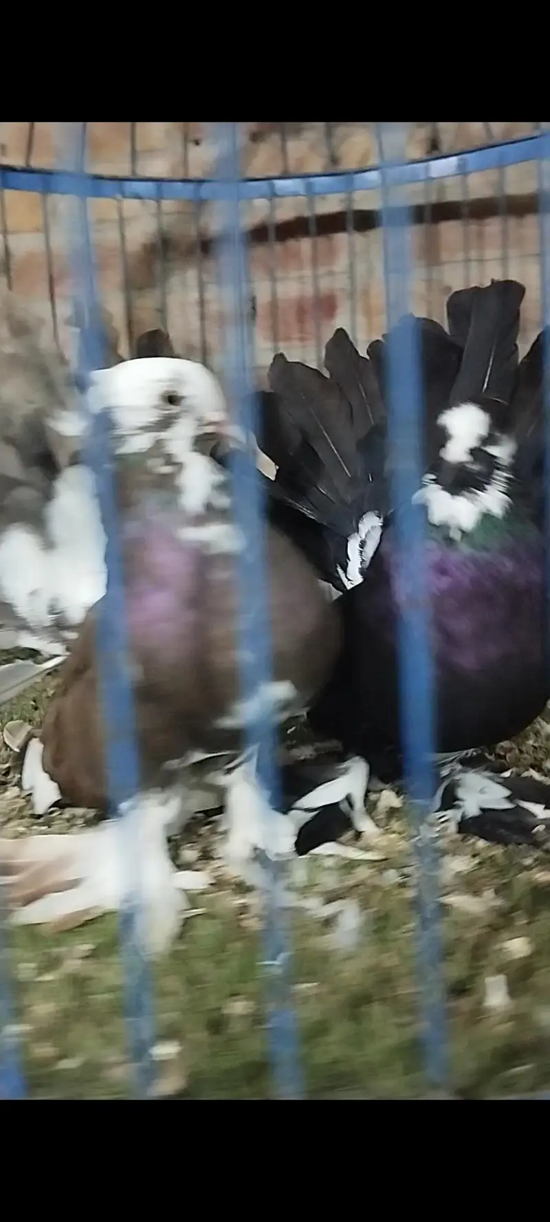 Quality fancy pigeon pair — photo 4