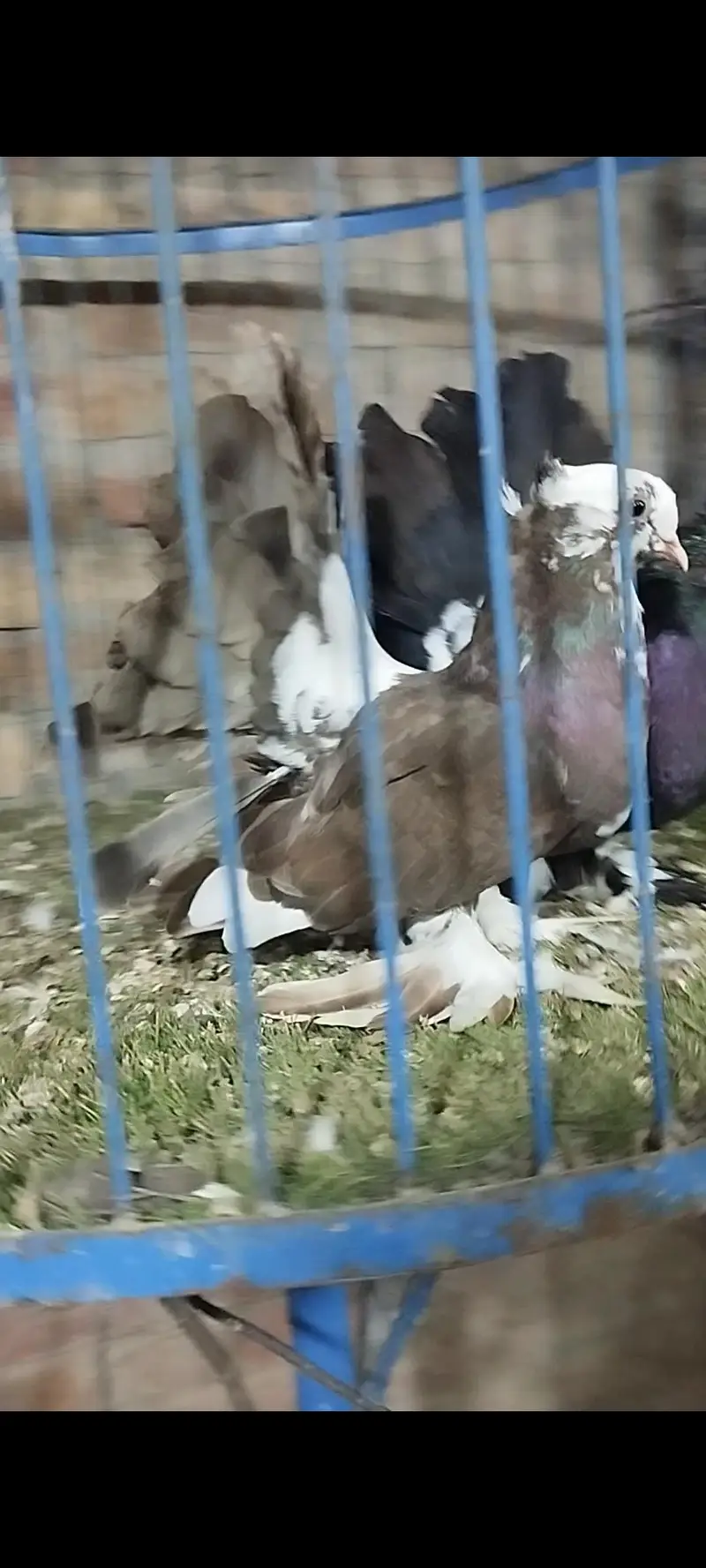 Quality fancy pigeon pair — photo 5