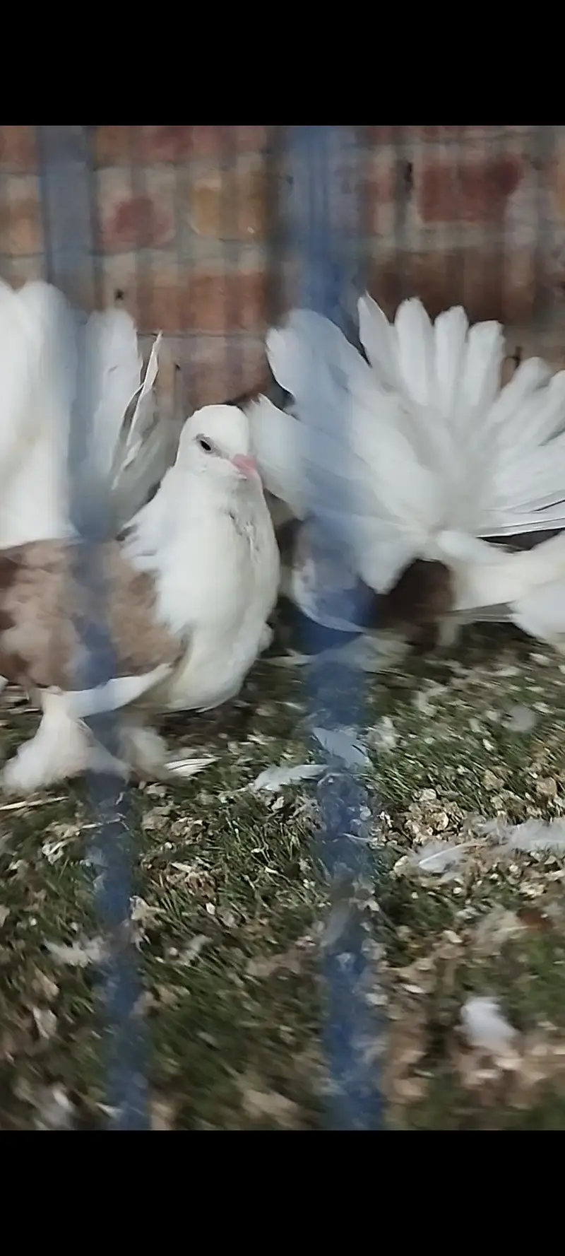 Quality fancy pigeon pair — photo 6