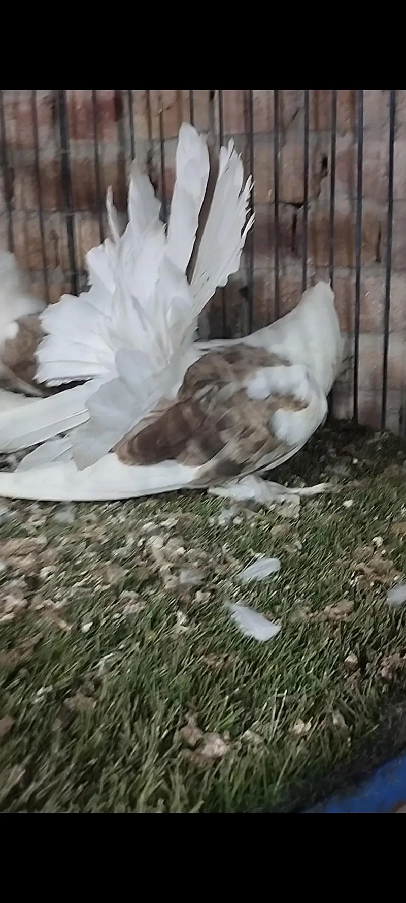 Quality fancy pigeon pair — photo 7
