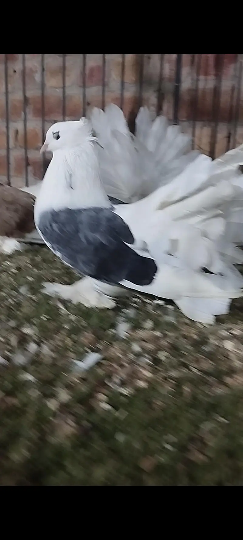 Quality fancy pigeon pair — photo 8