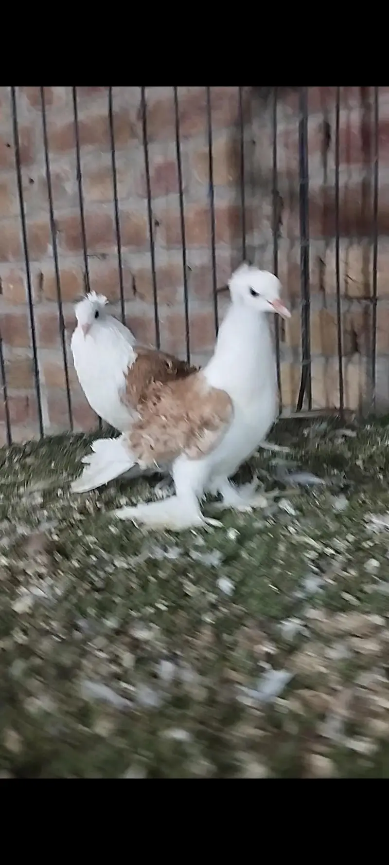 Quality fancy pigeon pair — photo 9