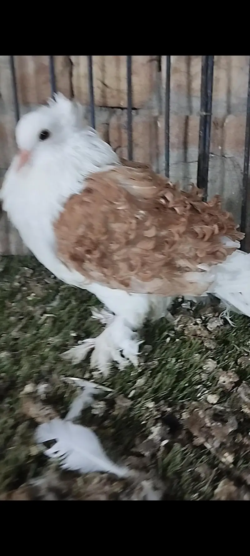 Quality fancy pigeon pair — photo 10