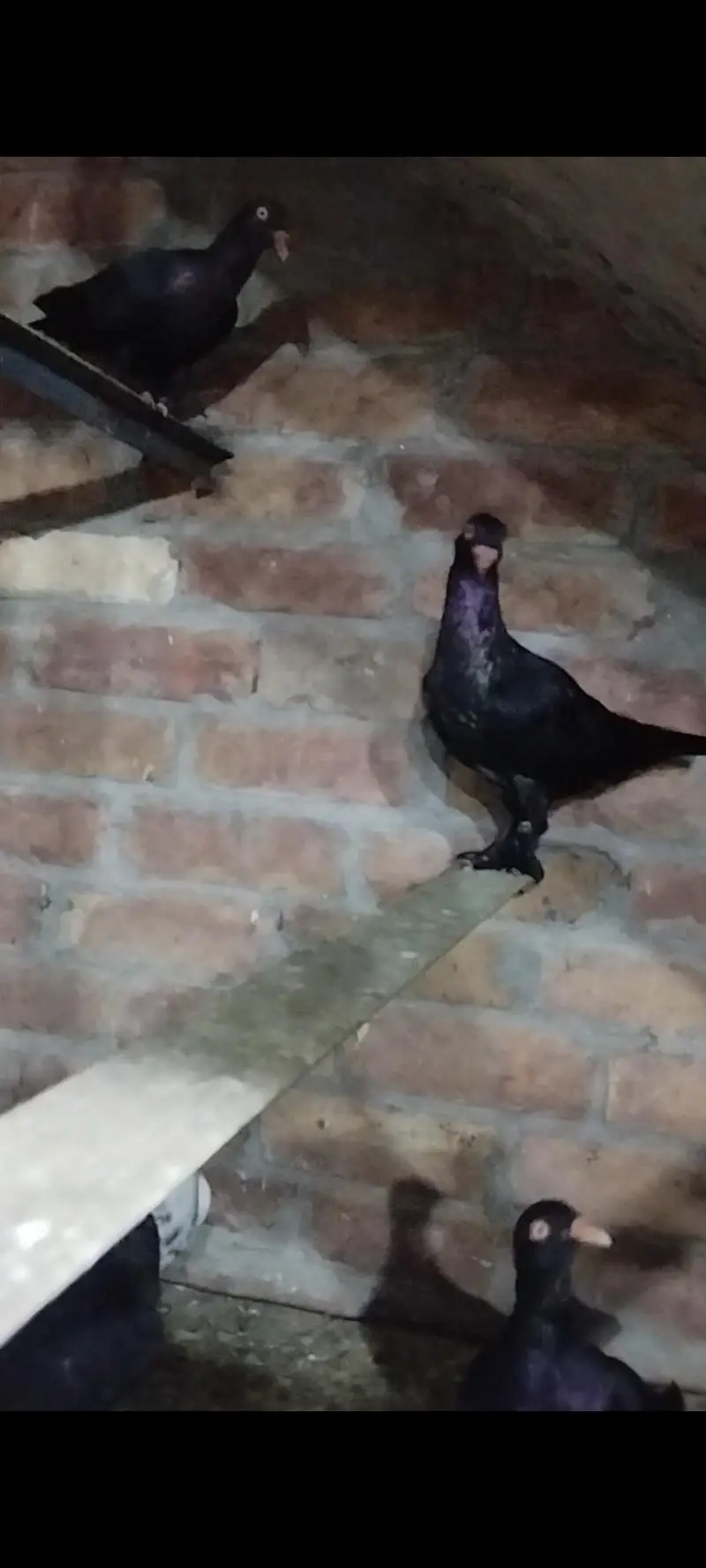 Quality fancy pigeon pair — photo 11