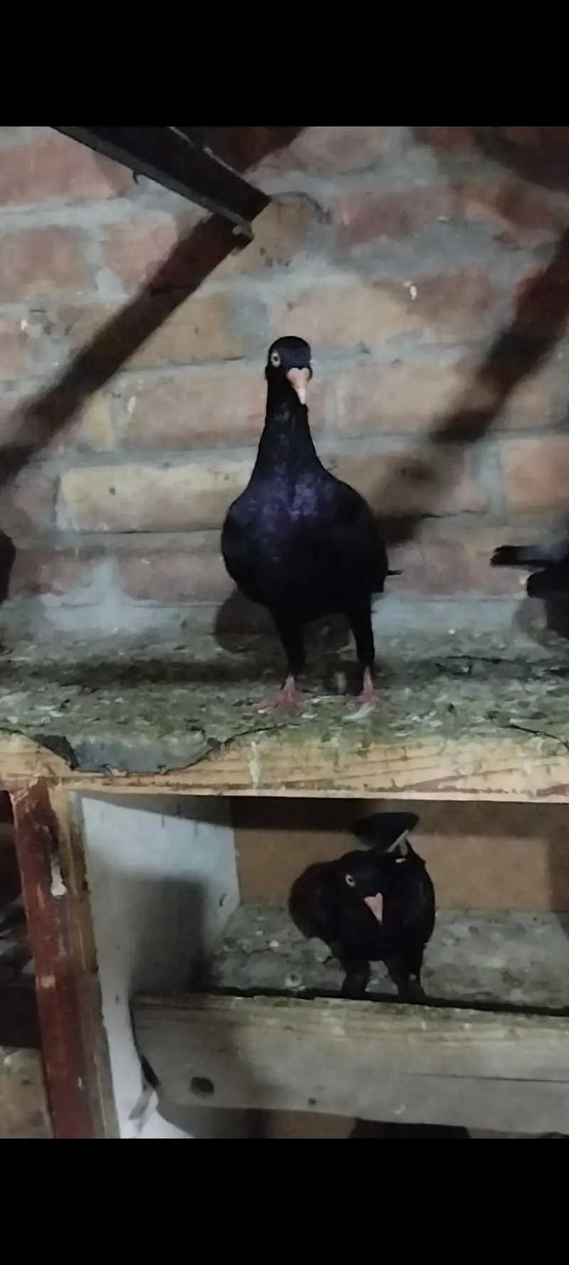 Quality fancy pigeon pair — photo 12