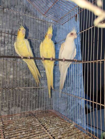 Three Breeder Females