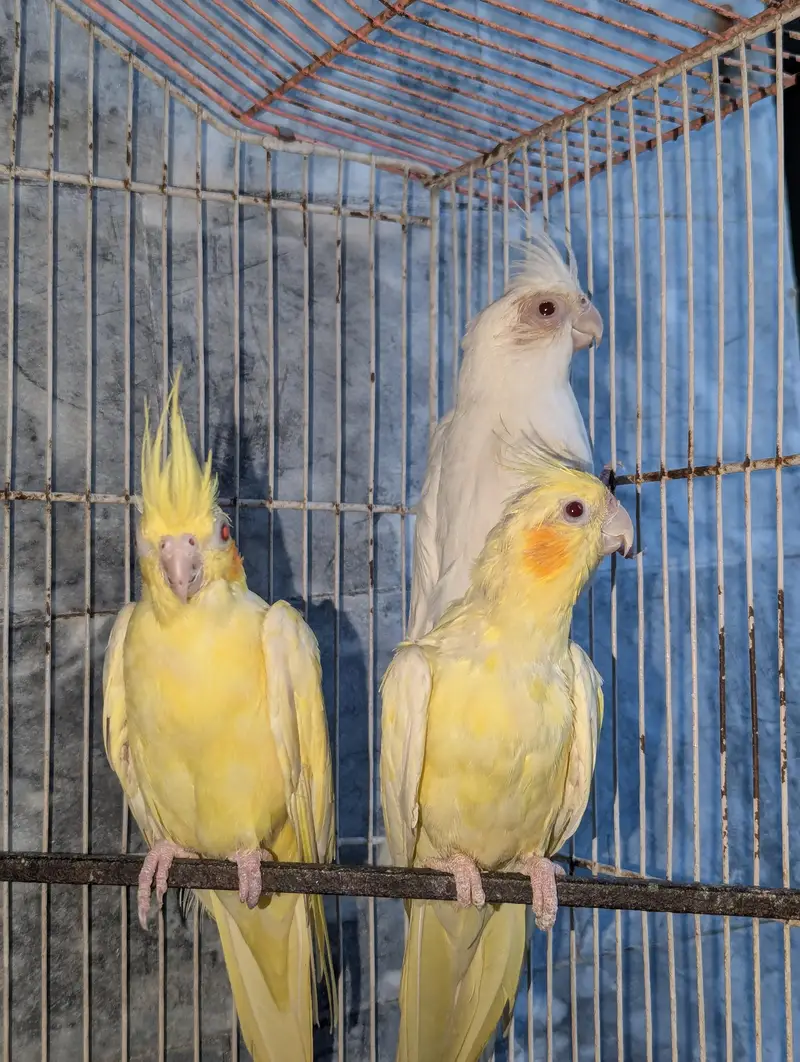 Three Breeder Females — photo 2