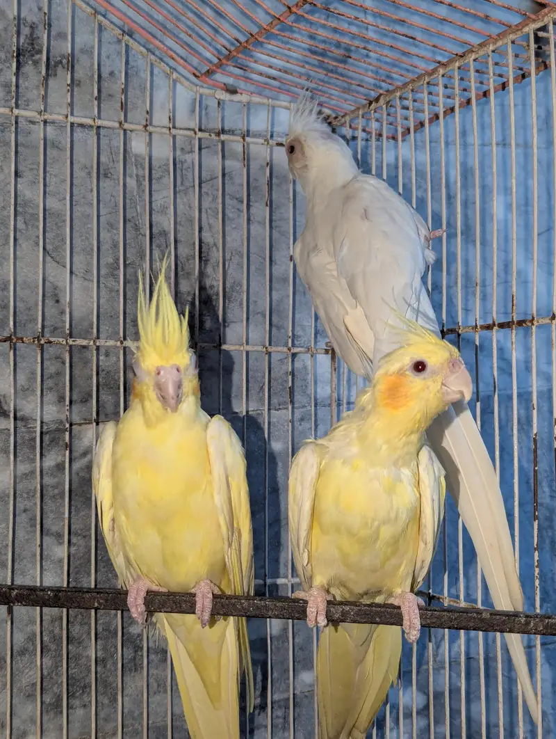 Three Breeder Females — photo 3