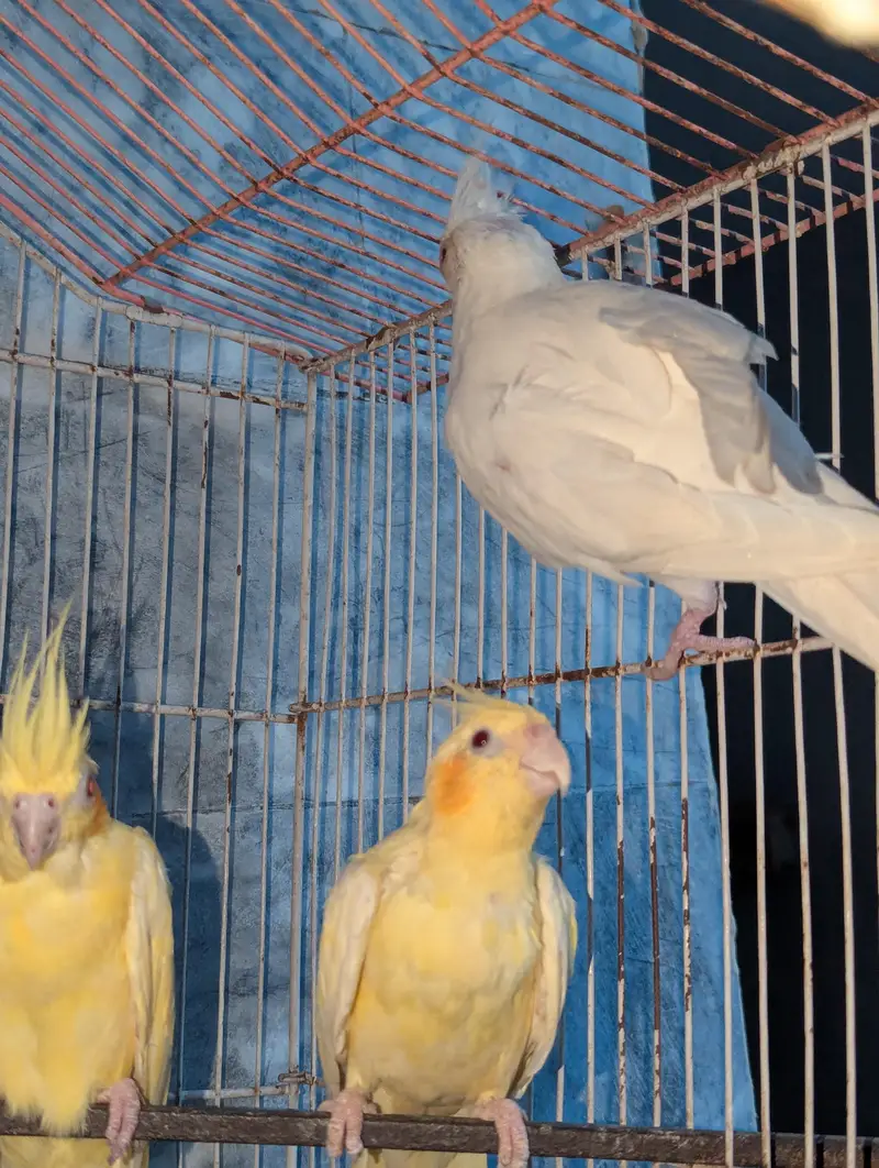 Three Breeder Females — photo 4