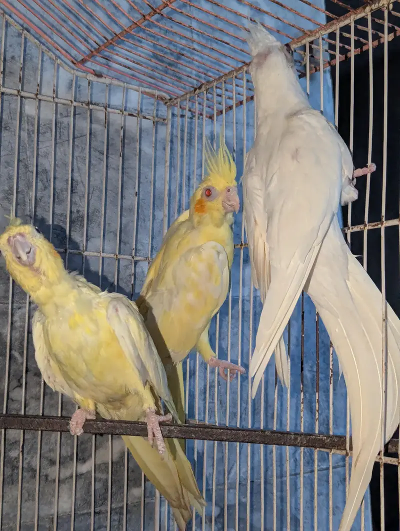 Three Breeder Females — photo 5