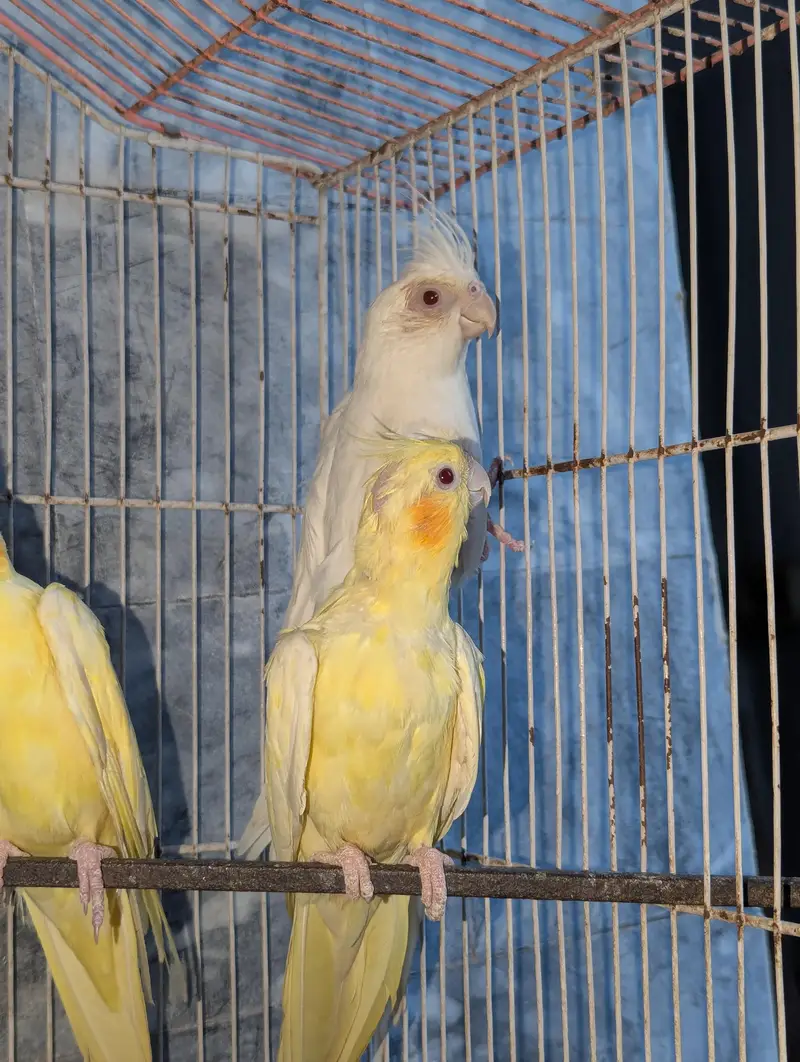 Three Breeder Females — photo 6