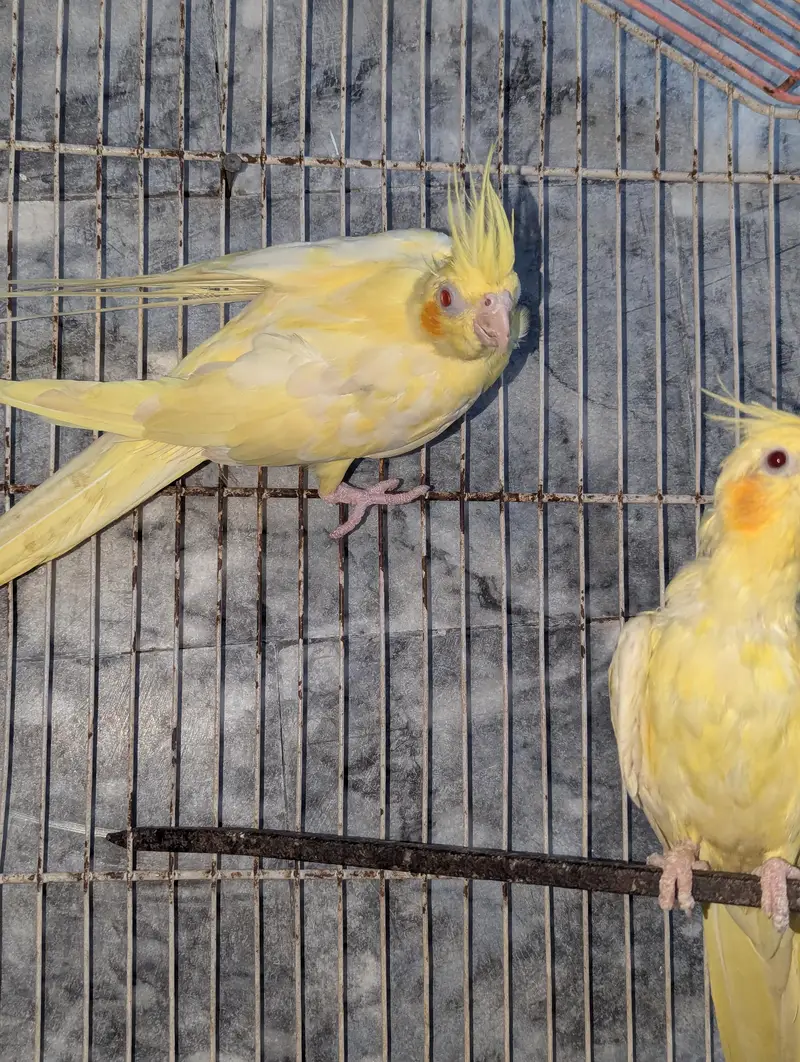 Three Breeder Females — photo 7