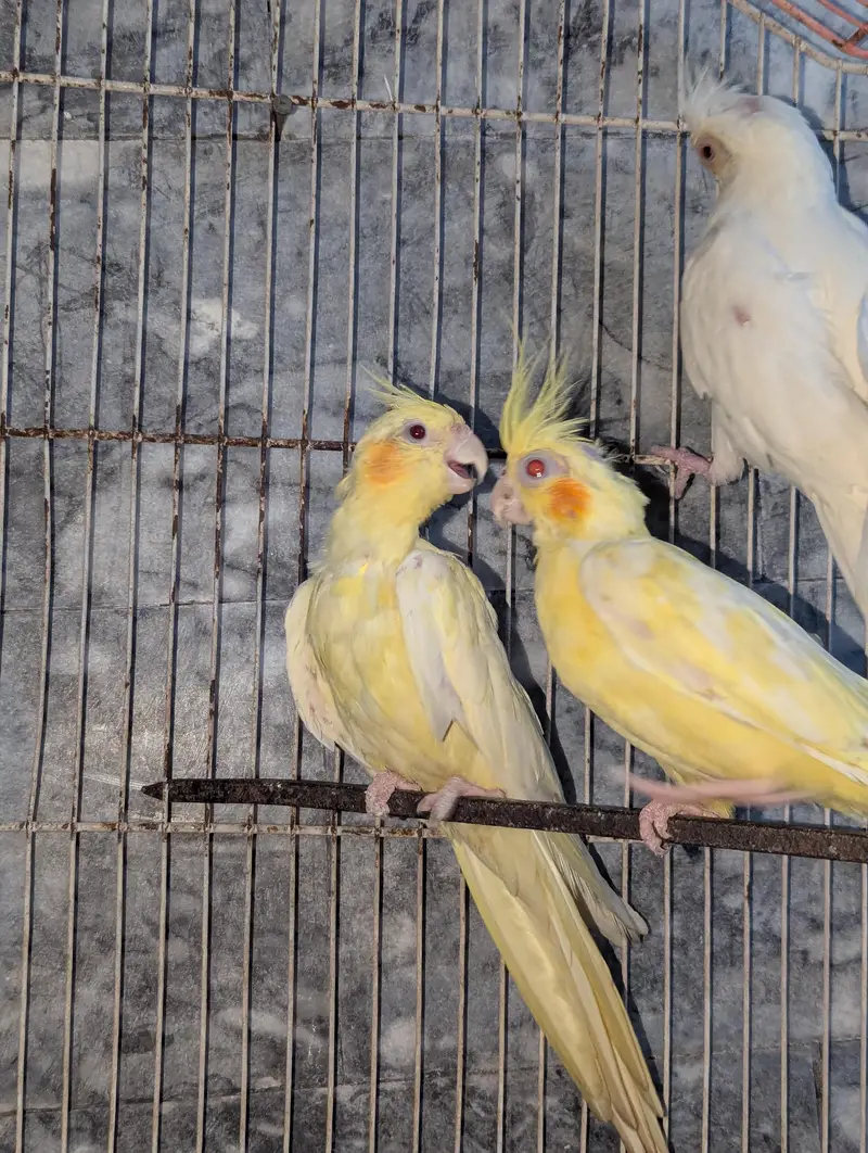 Three Breeder Females — photo 8