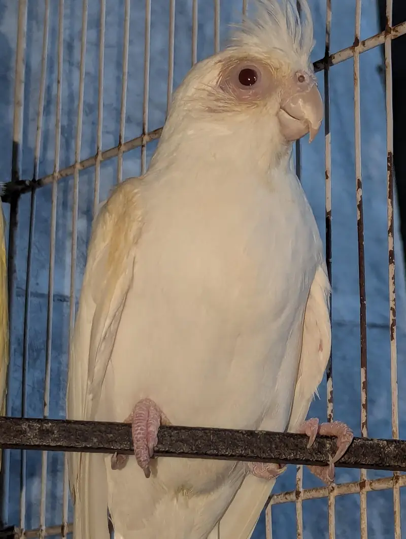 Three Breeder Females — photo 9