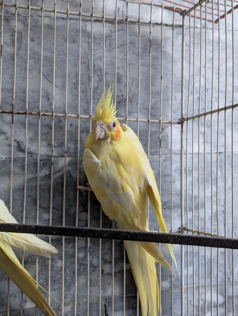 Three Breeder Females — photo 10