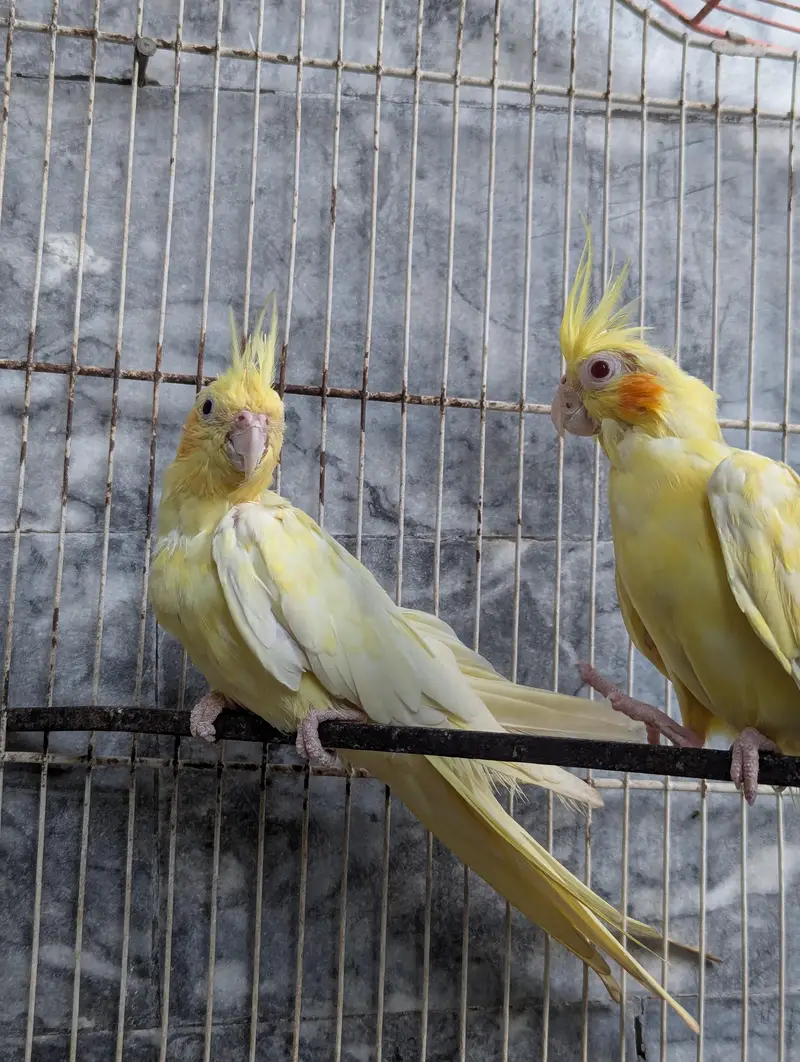 Three Breeder Females — photo 11
