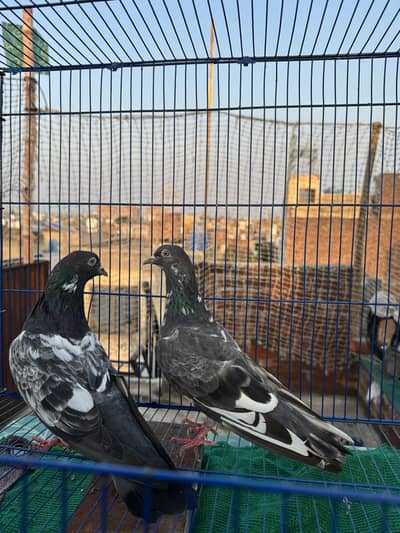 Teddy  dub walay golden  berder grantiy waly pairs A+quality