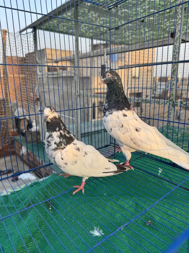 Teddy  dub walay golden  berder grantiy waly pairs A+quality — photo 2