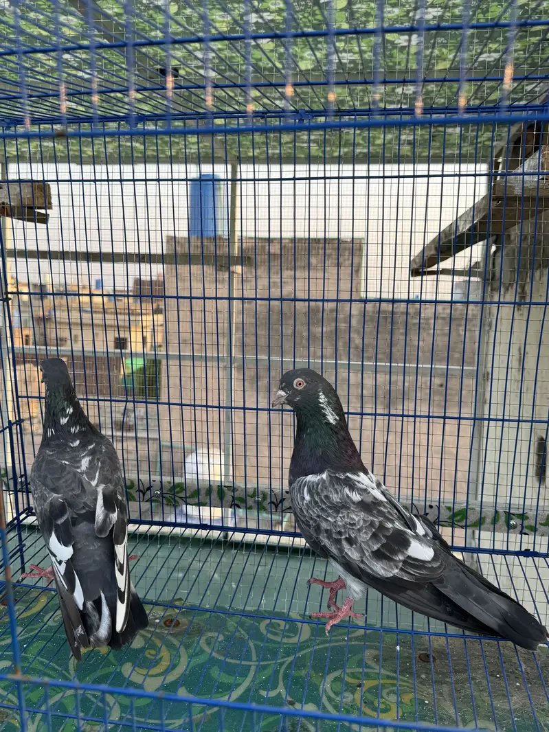 Teddy  dub walay golden  berder grantiy waly pairs A+quality — photo 3