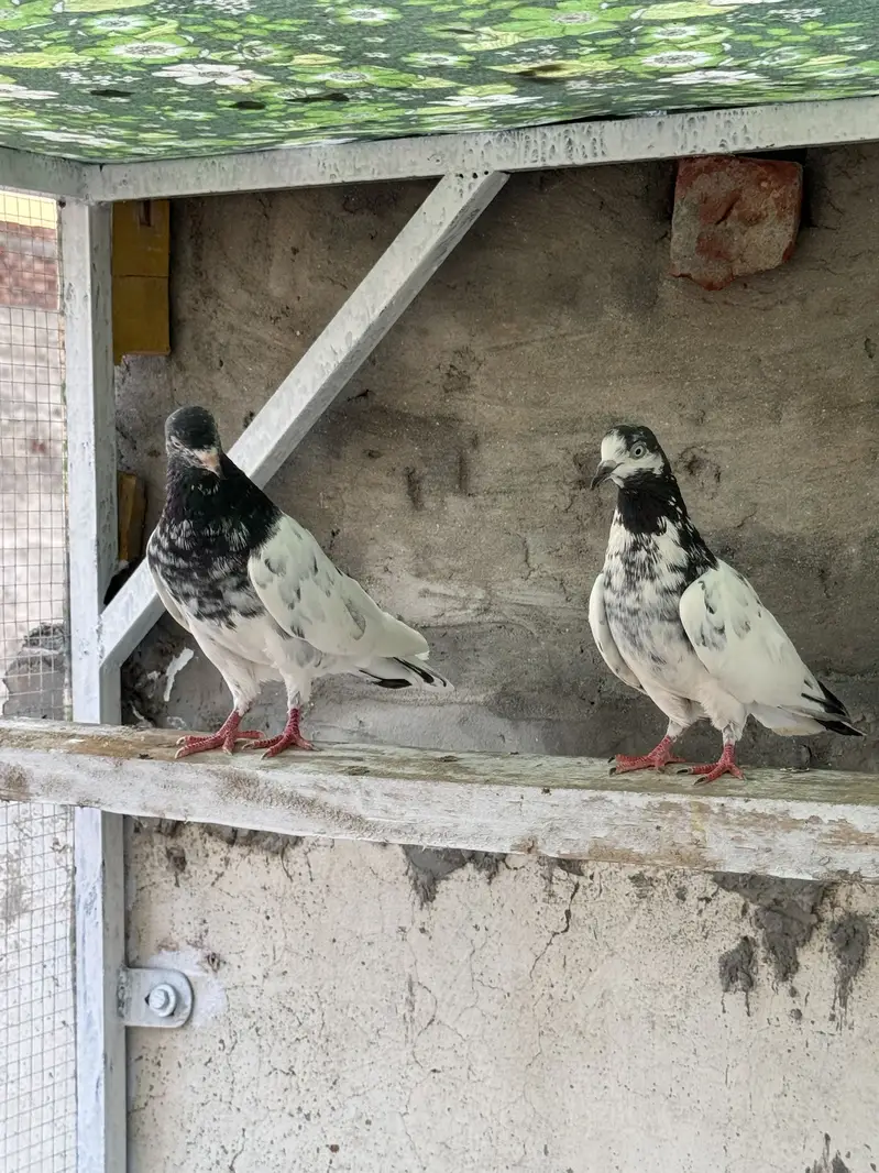 Teddy  dub walay golden  berder grantiy waly pairs A+quality — photo 5