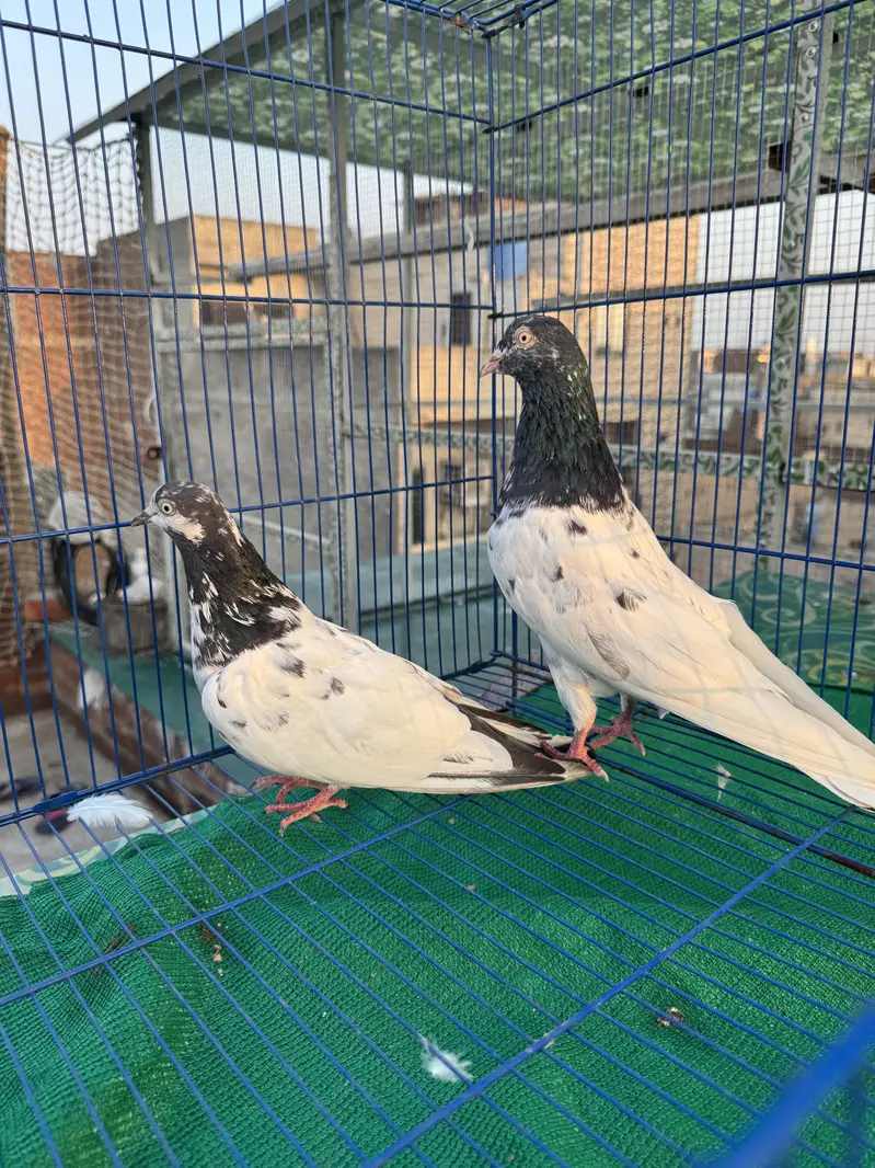Teddy  dub walay golden  berder grantiy waly pairs A+quality — photo 6