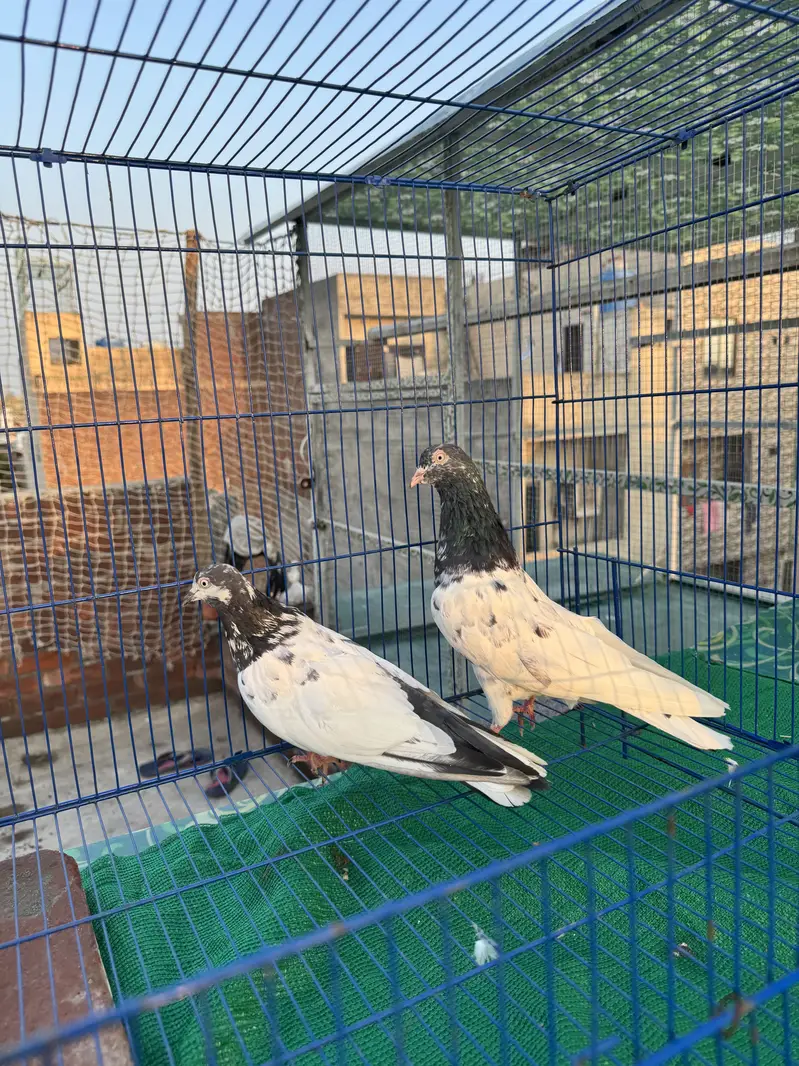Teddy  dub walay golden  berder grantiy waly pairs A+quality — photo 8