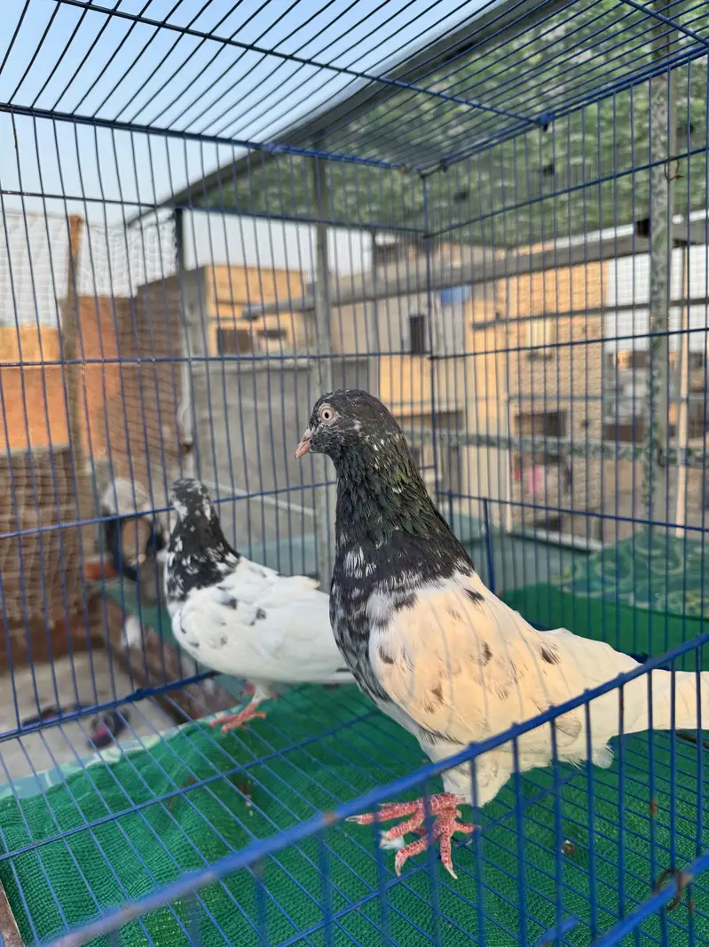 Teddy  dub walay golden  berder grantiy waly pairs A+quality — photo 9