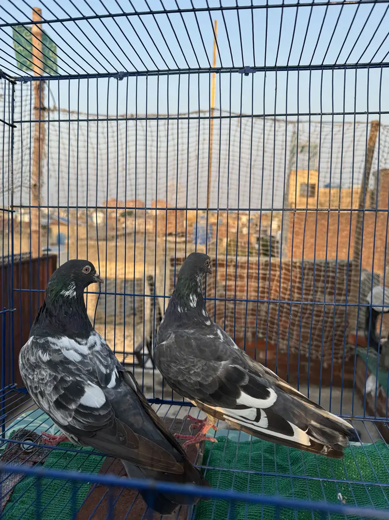 Teddy  dub walay golden  berder grantiy waly pairs A+quality — photo 12