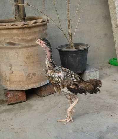 sale sale only 3k only 2 hours