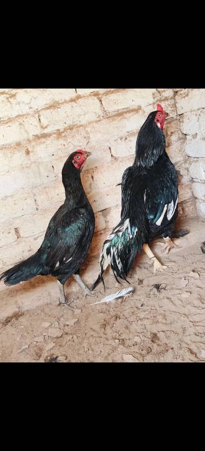 Lasani Aseel Quality bird