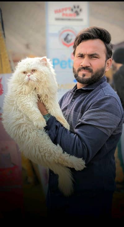 punch face male cat only for mating service 03056470880