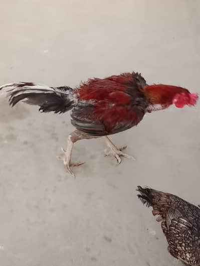 sell aseel pair