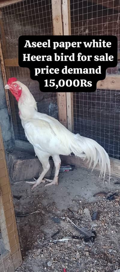 9 Premium birds Lot for sale |Heavy Breed| |White|