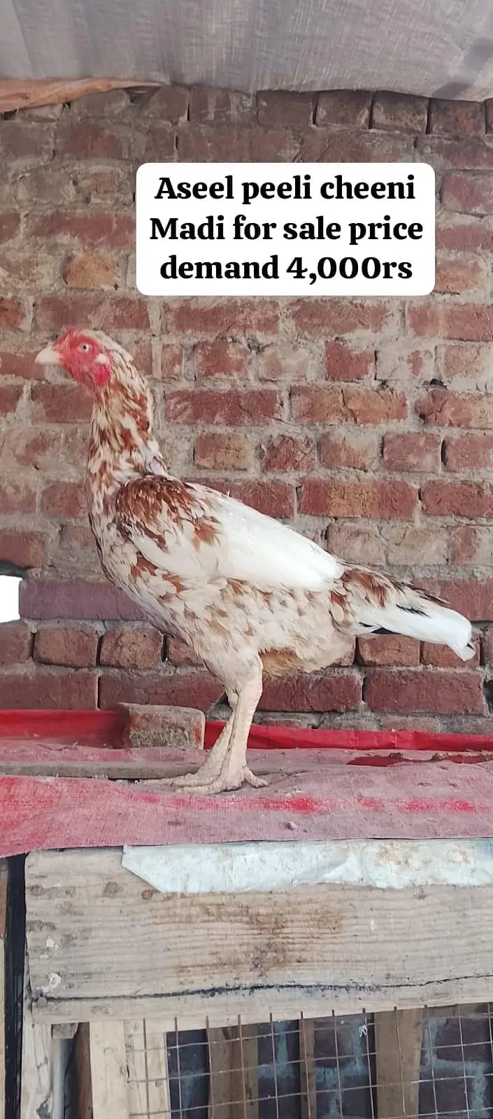 9 Premium birds Lot for sale |Heavy Breed| |White| — photo 2