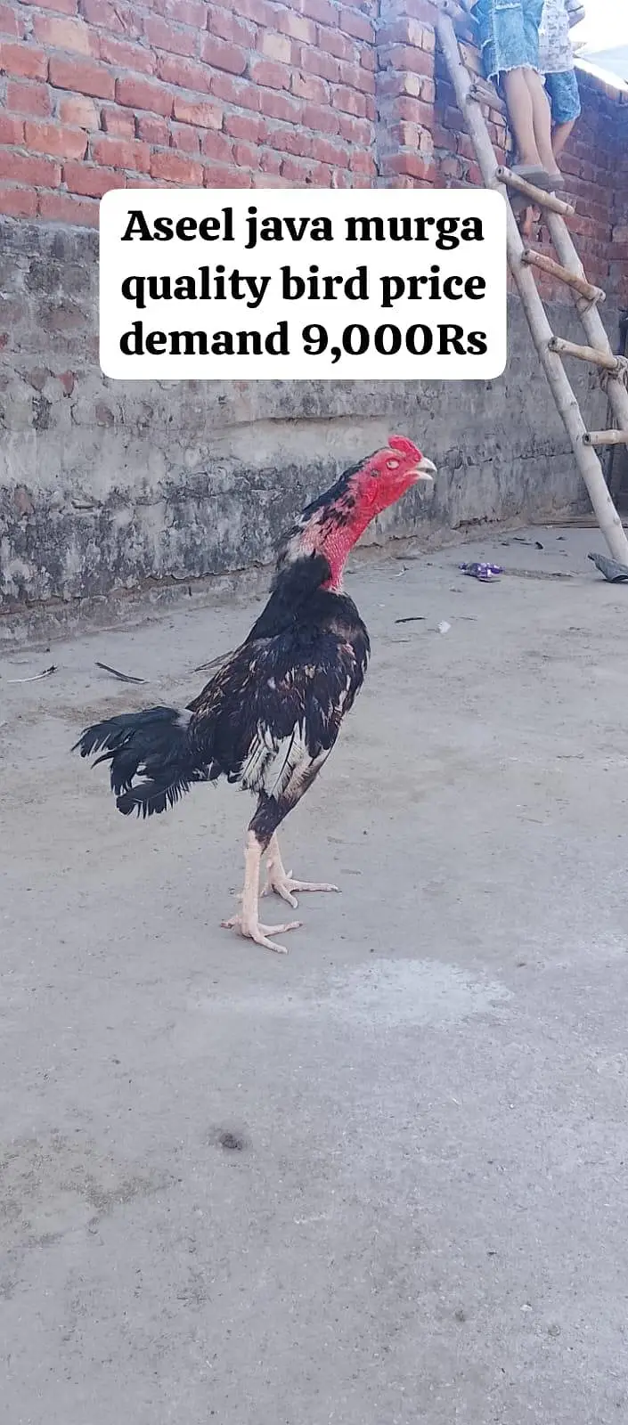 9 Premium birds Lot for sale |Heavy Breed| |White| — photo 3