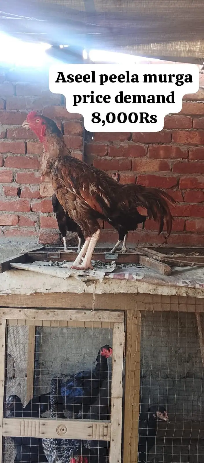 9 Premium birds Lot for sale |Heavy Breed| |White| — photo 4