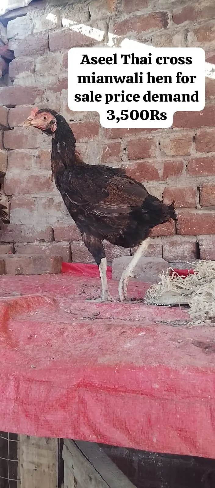 9 Premium birds Lot for sale |Heavy Breed| |White| — photo 5