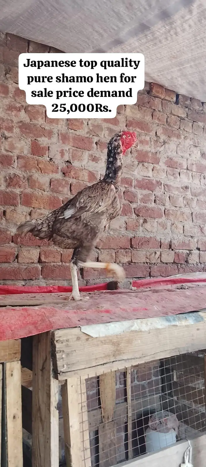 9 Premium birds Lot for sale |Heavy Breed| |White| — photo 6