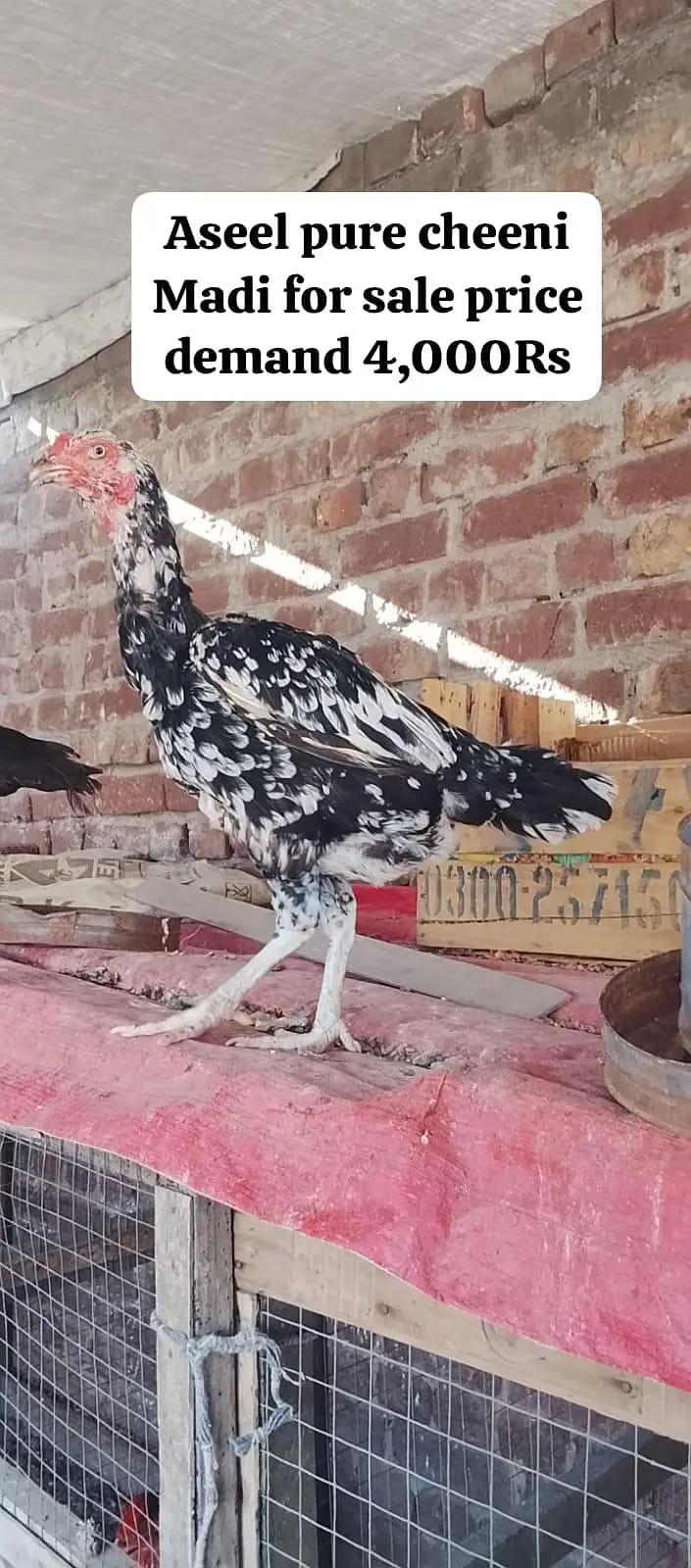 9 Premium birds Lot for sale |Heavy Breed| |White| — photo 7