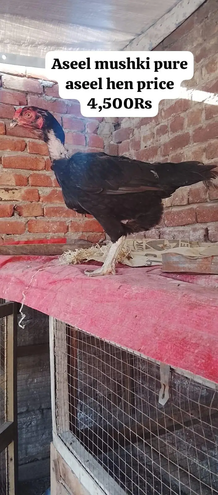 9 Premium birds Lot for sale |Heavy Breed| |White| — photo 8