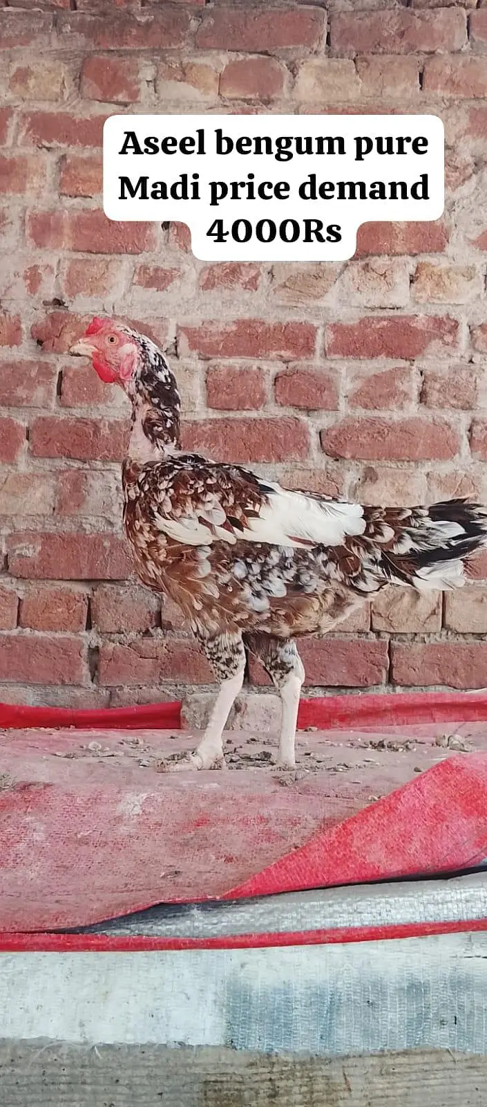 9 Premium birds Lot for sale |Heavy Breed| |White| — photo 9
