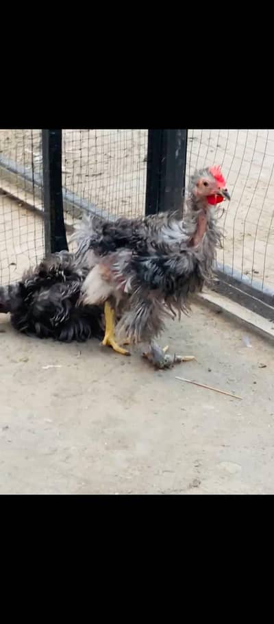 Blue Frizzle bantam Pair Available