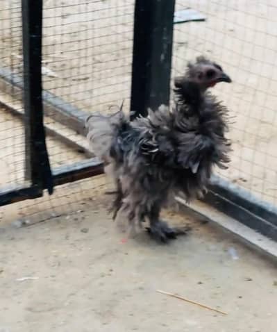 Blue Frizzle bantam Pair Available