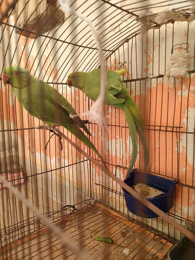 green ringneck parrot pair
