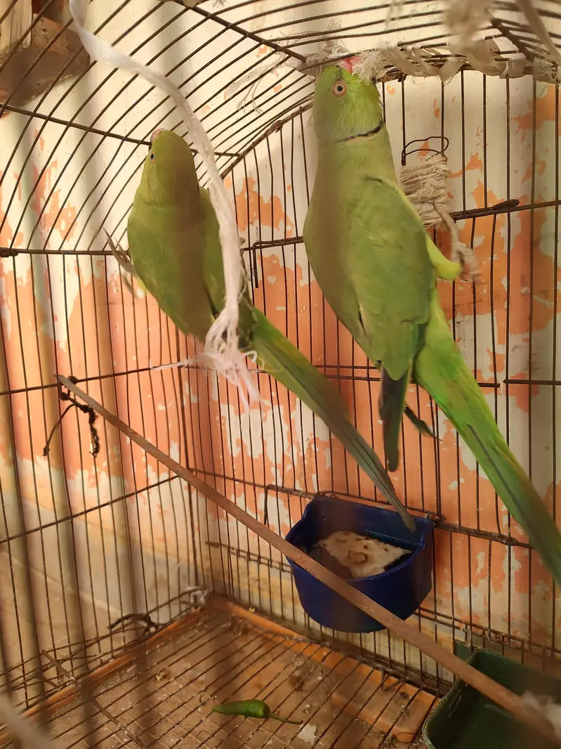 green ringneck parrot pair — photo 2